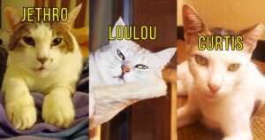 3 cats in separate frames: Jethro, Loulou and Curtis
