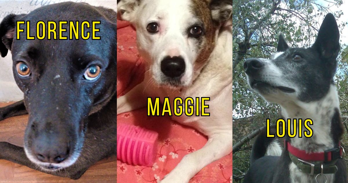 3 dogs in separate frames: Florence, Maggie and Louis