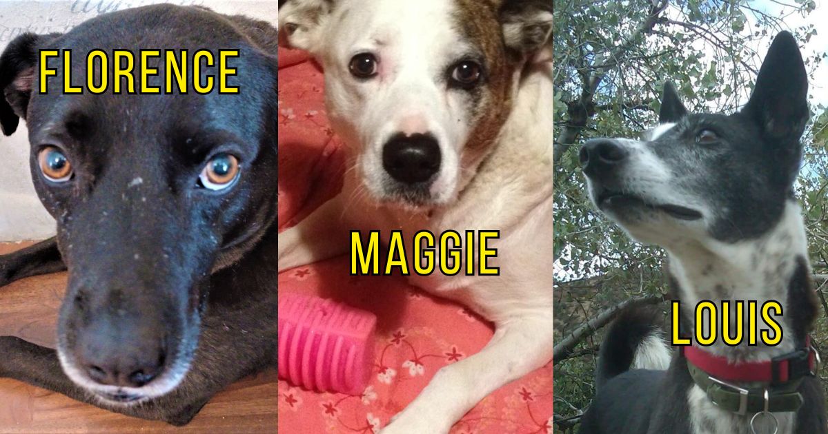 3 dogs in separate frames: Florence, Maggie and Louis